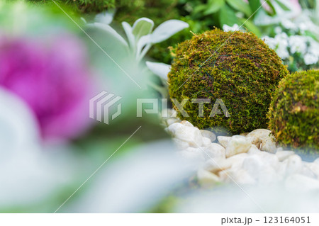 苔玉・正月飾り イメージ 123164051