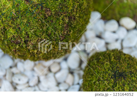 苔玉・正月飾り イメージ 123164052