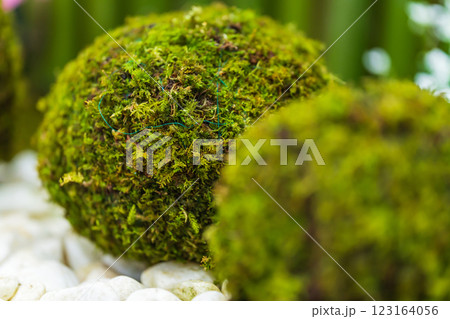 苔玉・正月飾り イメージ 123164056