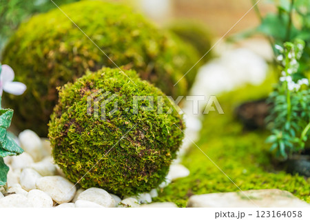 苔玉・正月飾り イメージ 123164058