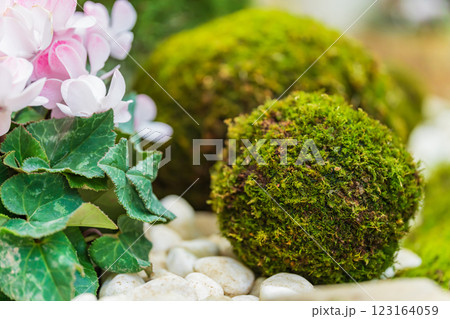 苔玉・正月飾り イメージ 123164059