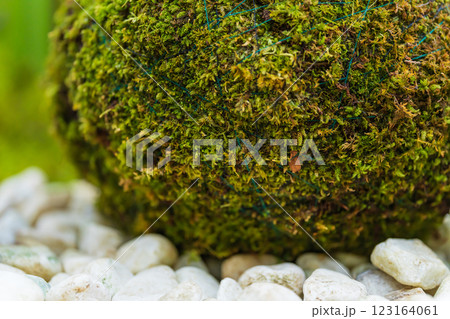 苔玉・正月飾り イメージ 苔玉・正月飾り イメージ 123164061