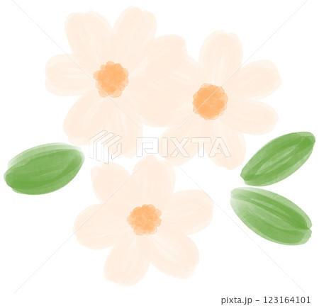 Illustration of a small white Daisy flower blooming Illustration of a small white Daisy flower blooming 123164101