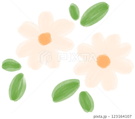Illustration of a small white Daisy flower blooming Illustration of a small white Daisy flower blooming 123164107