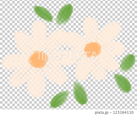 Illustration of a small white Daisy flower blooming Illustration of a small white Daisy flower blooming 123164110