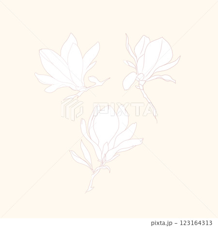 Luxury illustration outline magnolia flowers linear style. Trendy line art design element. illustration. 123164313