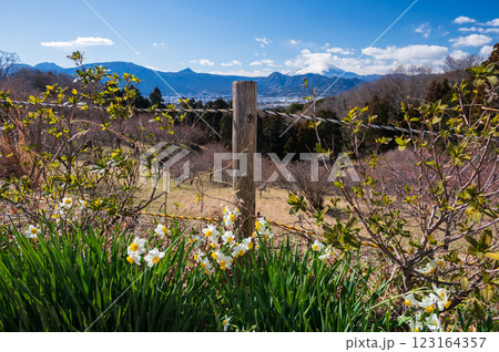 おおいゆめの里　水仙が咲く里 123164357