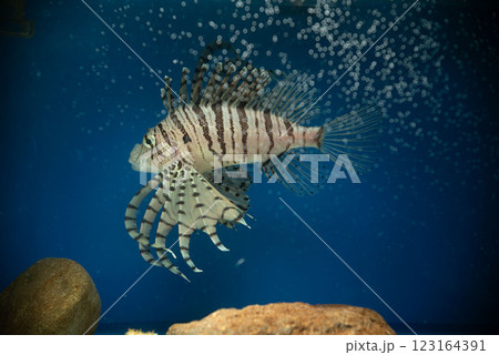 バブルボケ レンズ遊び オールドレンズ ミノカサゴ カサゴ Lionfish バブルボケ レンズ遊び オールドレンズ ミノカサゴ カサゴ Lionfish 123164391