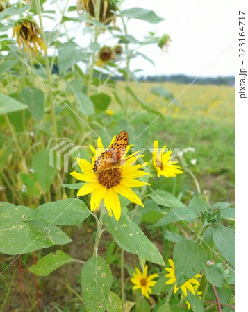夏の花の咲くヒマワリ畑の黄色い花 123164717