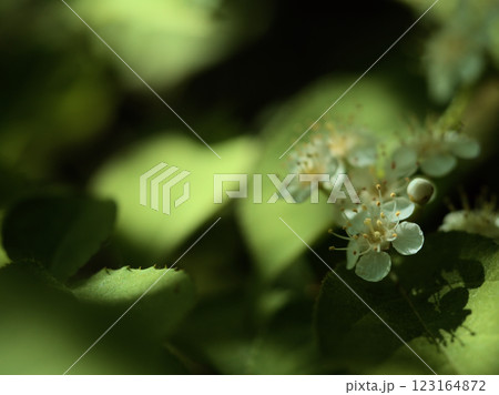 4月に咲いた可憐で美しい白いカマツカの花 4月に咲いた可憐で美しい白いカマツカの花 123164872
