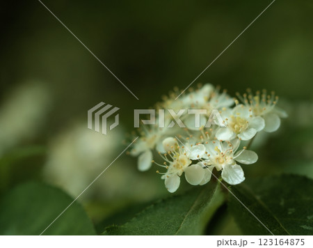 4月に咲いた可憐で美しい白いカマツカの花 123164875