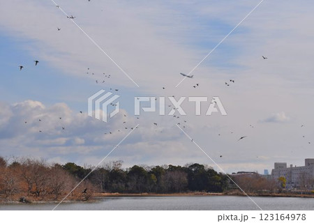 空を覆う野鳥と大阪伊丹空港を離陸した飛行機との共演　都会のオアシス伊丹昆陽池公園 123164978