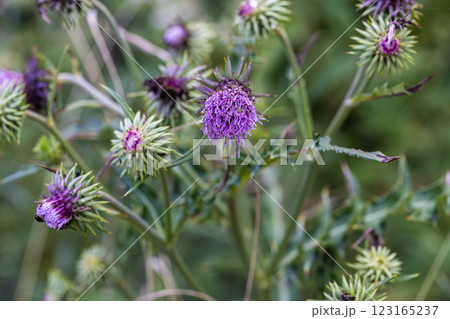 【新潟県_サドアザミ】佐渡固有種の佐渡アザミ、絶滅危惧Ⅱ類(VU)に指定されている 【新潟県_サドアザミ】佐渡固有種の佐渡アザミ、絶滅危惧Ⅱ類(VU)に指定されている 123165237