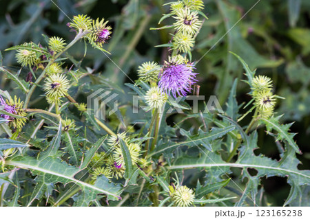 【新潟県_サドアザミ】佐渡固有種の佐渡アザミ、絶滅危惧Ⅱ類（VU)に指定されている 123165238