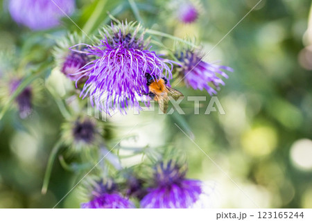 【新潟県_サドアザミ】佐渡固有種の佐渡アザミ、絶滅危惧Ⅱ類(VU)に指定されている 【新潟県_サドアザミ】佐渡固有種の佐渡アザミ、絶滅危惧Ⅱ類(VU)に指定されている 123165244