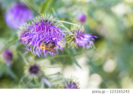 【新潟県_サドアザミ】佐渡固有種の佐渡アザミ、絶滅危惧Ⅱ類(VU)に指定されている 【新潟県_サドアザミ】佐渡固有種の佐渡アザミ、絶滅危惧Ⅱ類(VU)に指定されている 123165245
