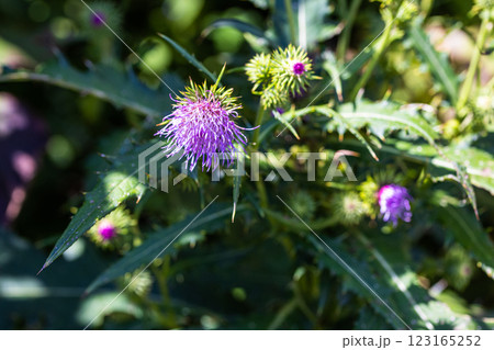 【新潟県_サドアザミ】佐渡固有種の佐渡アザミ、絶滅危惧Ⅱ類（VU)に指定されている 123165252