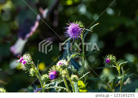 【新潟県_サドアザミ】佐渡固有種の佐渡アザミ、絶滅危惧Ⅱ類(VU)に指定されている 【新潟県_サドアザミ】佐渡固有種の佐渡アザミ、絶滅危惧Ⅱ類(VU)に指定されている 123165255