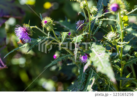 【新潟県_サドアザミ】佐渡固有種の佐渡アザミ、絶滅危惧Ⅱ類(VU)に指定されている 【新潟県_サドアザミ】佐渡固有種の佐渡アザミ、絶滅危惧Ⅱ類(VU)に指定されている 123165256