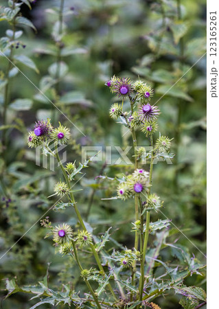 【新潟県_サドアザミ】佐渡固有種の佐渡アザミ、絶滅危惧Ⅱ類（VU)に指定されている 123165261