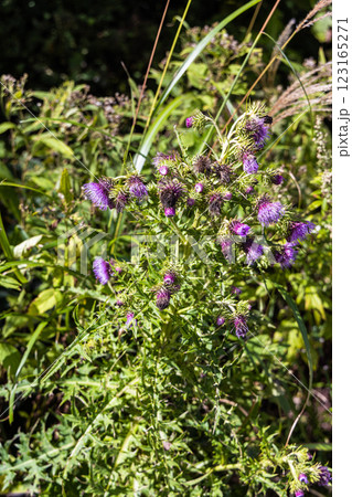 【新潟県_サドアザミ】佐渡固有種の佐渡アザミ、絶滅危惧Ⅱ類（VU)に指定されている 123165271