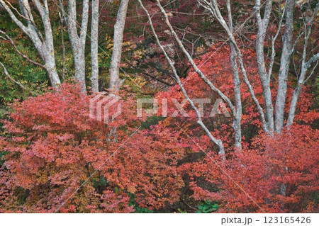 鮮やかな紅葉(神戸市立森林植物園:神戸市) 鮮やかな紅葉(神戸市立森林植物園:神戸市) 123165426