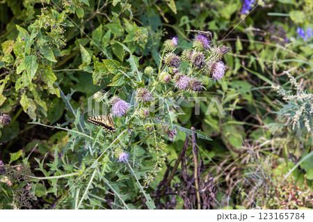 【新潟県_サドアザミ】佐渡固有種の佐渡アザミ、絶滅危惧Ⅱ類（VU)に指定されている 123165784