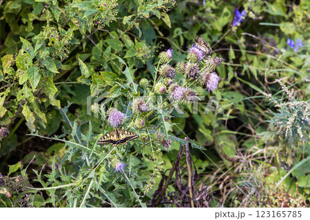 【新潟県_サドアザミ】佐渡固有種の佐渡アザミ、絶滅危惧Ⅱ類(VU)に指定されている 【新潟県_サドアザミ】佐渡固有種の佐渡アザミ、絶滅危惧Ⅱ類(VU)に指定されている 123165785