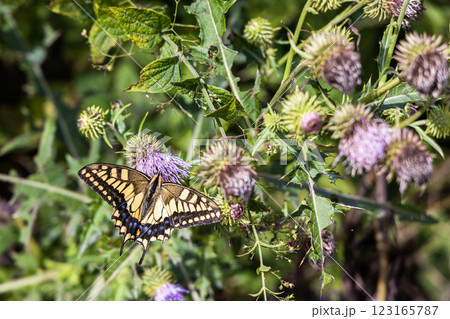 【新潟県_サドアザミ】佐渡固有種の佐渡アザミ、絶滅危惧Ⅱ類（VU)に指定されている 123165787