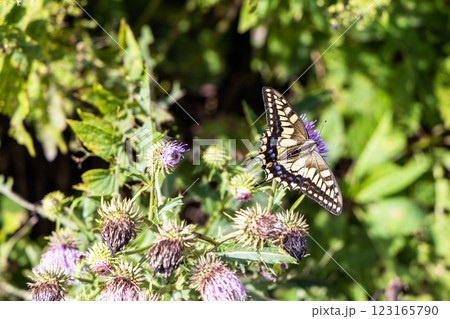 【新潟県_サドアザミ】佐渡固有種の佐渡アザミ、絶滅危惧Ⅱ類(VU)に指定されている 【新潟県_サドアザミ】佐渡固有種の佐渡アザミ、絶滅危惧Ⅱ類(VU)に指定されている 123165790