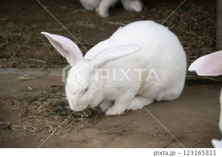 餌を食べるウサギ 餌を食べるウサギ 123165811