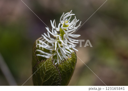 【新潟県_佐渡_ヒトリシズカ】花の百名山・トレッキングコースに咲くヒトリシズカ 【新潟県_佐渡_ヒトリシズカ】花の百名山・トレッキングコースに咲くヒトリシズカ 123165841