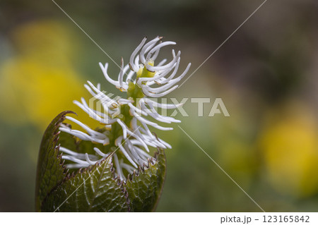 【新潟県_佐渡_ヒトリシズカ】花の百名山・トレッキングコースに咲くヒトリシズカ 【新潟県_佐渡_ヒトリシズカ】花の百名山・トレッキングコースに咲くヒトリシズカ 123165842