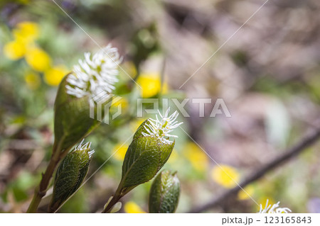 【新潟県_佐渡_ヒトリシズカ】花の百名山・トレッキングコースに咲くヒトリシズカ 【新潟県_佐渡_ヒトリシズカ】花の百名山・トレッキングコースに咲くヒトリシズカ 123165843