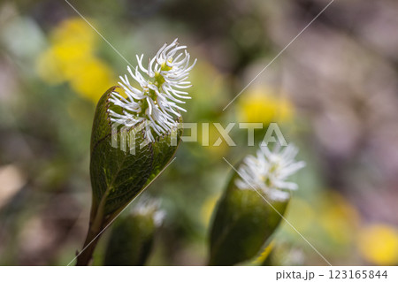 【新潟県_佐渡_ヒトリシズカ】花の百名山・トレッキングコースに咲くヒトリシズカ 123165844