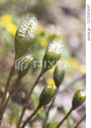 【新潟県_佐渡_ヒトリシズカ】花の百名山・トレッキングコースに咲くヒトリシズカ 【新潟県_佐渡_ヒトリシズカ】花の百名山・トレッキングコースに咲くヒトリシズカ 123165847