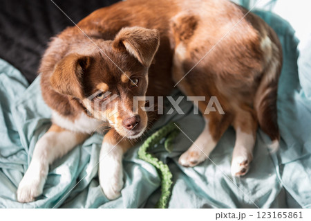 Brown puppy lying down in a dog bed Brown puppy lying down in a dog bed 123165861