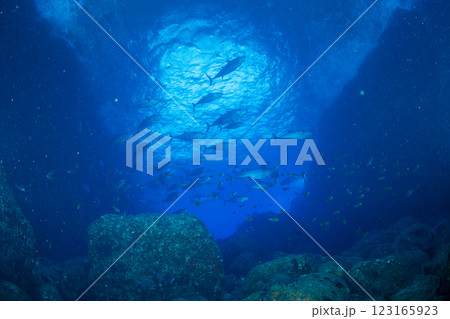 マグロ穴のイソマグロ　小笠原　東京都 123165923