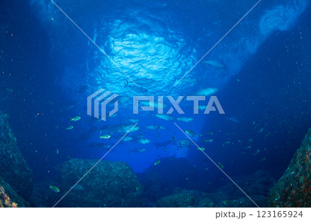 マグロ穴のイソマグロ　小笠原　東京都 123165924