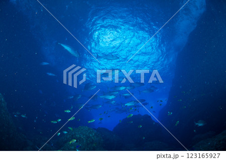 マグロ穴のイソマグロ　小笠原　東京都 123165927