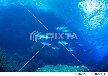 マグロ穴のイソマグロ　小笠原　東京都 123165931