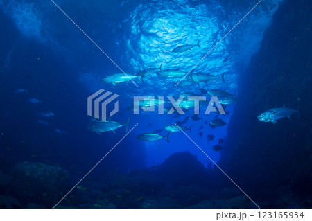 マグロ穴のイソマグロ　小笠原　東京都 123165934