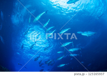 マグロ穴のイソマグロ　小笠原　東京都 123165937