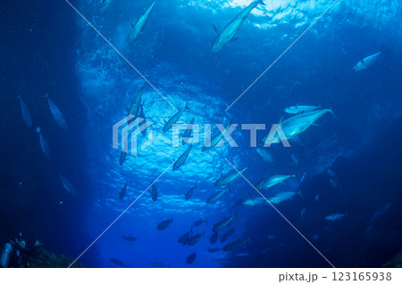 マグロ穴のイソマグロ 小笠原 東京都 マグロ穴のイソマグロ 小笠原 東京都 123165938