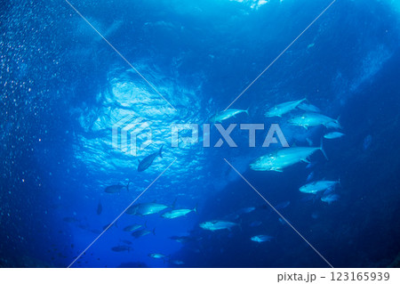 マグロ穴のイソマグロ　小笠原　東京都 123165939