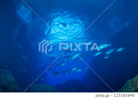 マグロ穴のイソマグロ　小笠原　東京都 123165940