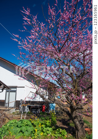 大井町　四季の里直売所の梅　春の訪れ 123165961