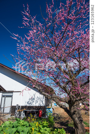 大井町　四季の里直売所の梅　春の訪れ 123165962