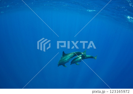 ミナミハンドウイルカ　東京都　小笠原 123165972