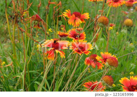 Flowers of Gaillardia is growing in garden. Perennial ornamental plant. Brightly colored flowers in meadow. Sunny day. 123165996